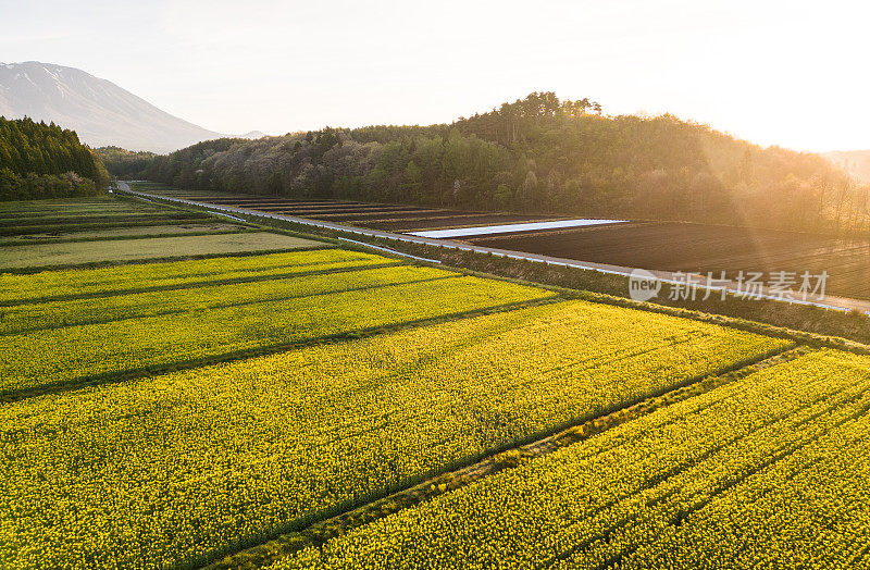 Aerial view of Canola flower fields at sunrise